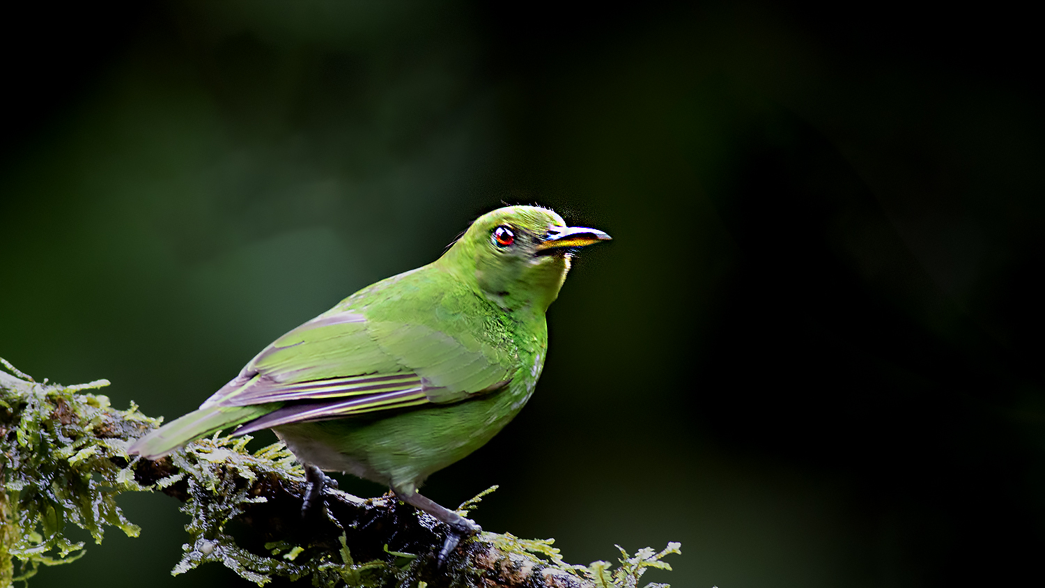 Green Honeycreeper